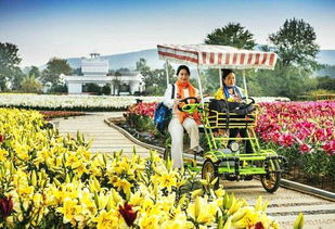 重陽(yáng)佳節(jié)游嵖岈，百合溫泉醉金秋——駐馬店嵖岈山溫泉小鎮(zhèn)七彩百合園重陽(yáng)月惠游活動(dòng)正式啟動(dòng)